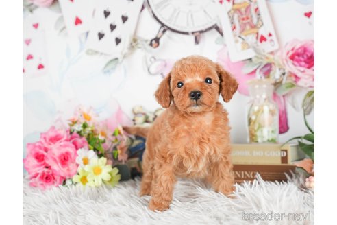 成約済の茨城県のタイニープードル-299829の7枚目