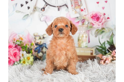 成約済の茨城県のタイニープードル-299829の8枚目