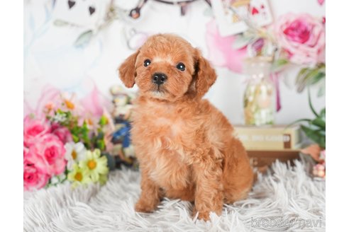 成約済の茨城県のタイニープードル-299829の1枚目