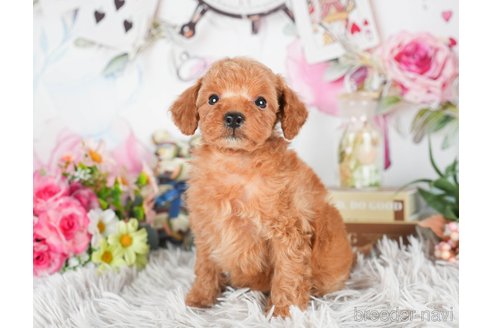 成約済の茨城県のタイニープードル-299829の3枚目