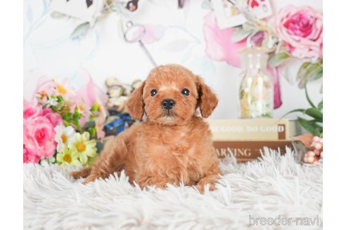 成約済の茨城県のタイニープードル-299829の4枚目