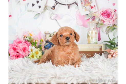 成約済の茨城県のタイニープードル-299829の5枚目