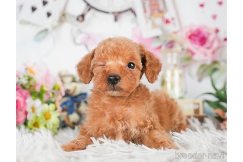 成約済の茨城県のタイニープードル-299829の6枚目