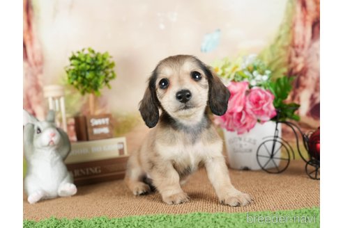 成約済の茨城県のミニチュアダックスフンド(ロングヘアード)-299831の5枚目