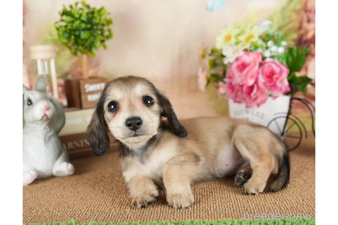 成約済の茨城県のミニチュアダックスフンド(ロングヘアード)-299831の2枚目