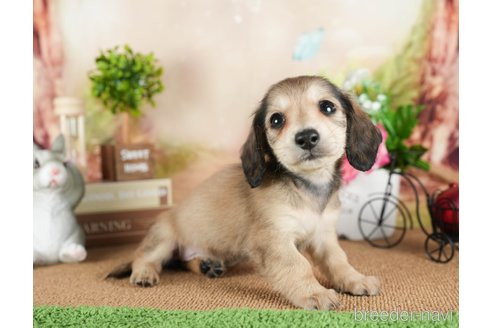 成約済の茨城県のミニチュアダックスフンド(ロングヘアード)-299831の3枚目