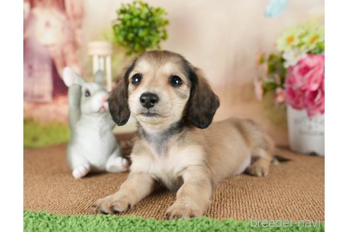 成約済の茨城県のミニチュアダックスフンド(ロングヘアード)-299831の4枚目