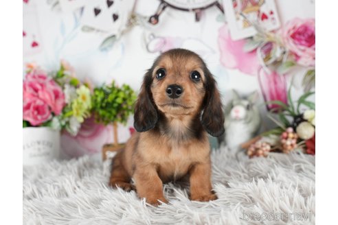 成約済の茨城県のミニチュアダックスフンド(ロングヘアード)-299833の2枚目