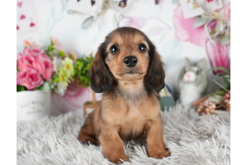 成約済の茨城県のミニチュアダックスフンド(ロングヘアード)-299833の3枚目