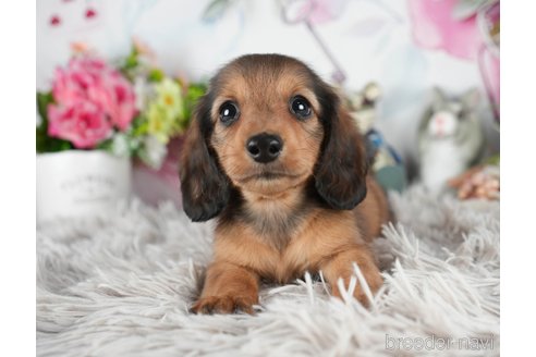 成約済の茨城県のミニチュアダックスフンド(ロングヘアード)-299833の4枚目