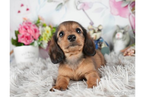 成約済の茨城県のミニチュアダックスフンド(ロングヘアード)-299833の5枚目