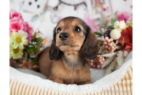 成約済の茨城県のミニチュアダックスフンド(ロングヘアード)-299833