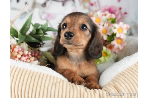 成約済の茨城県のミニチュアダックスフンド(ロングヘアード)-299833の6枚目
