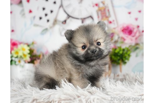 成約済の茨城県のポメラニアン-299836の7枚目