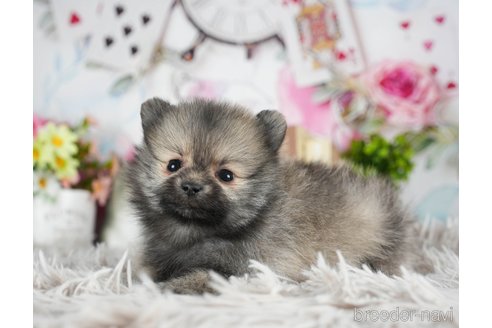 成約済の茨城県のポメラニアン-299836の2枚目