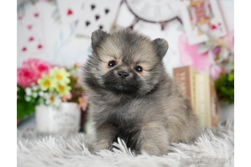 成約済の茨城県のポメラニアン-299836の3枚目