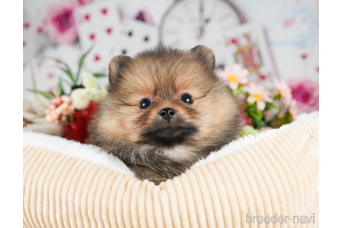 成約済の茨城県のポメラニアン-299837の7枚目