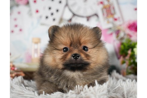 成約済の茨城県のポメラニアン-299837