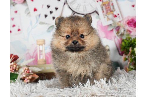 成約済の茨城県のポメラニアン-299837の6枚目