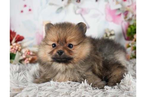 成約済の茨城県のポメラニアン-299837の5枚目