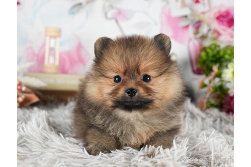 成約済の茨城県のポメラニアン-299837の2枚目