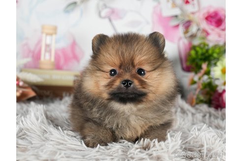 成約済の茨城県のポメラニアン-299837の3枚目