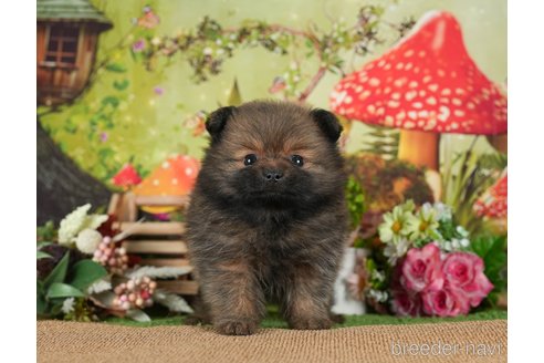 成約済の茨城県のポメラニアン-299838の3枚目