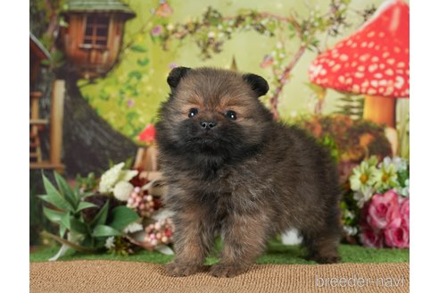 成約済の茨城県のポメラニアン-299838の4枚目