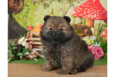 成約済の茨城県のポメラニアン-299838の5枚目