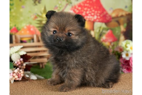 成約済の茨城県のポメラニアン-299838の2枚目