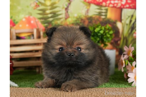 成約済の茨城県のポメラニアン-299838