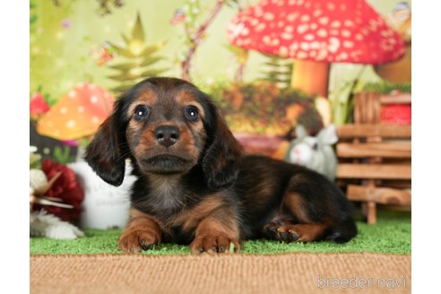 成約済の茨城県のミニチュアダックスフンド(ロングヘアード)-299839の4枚目