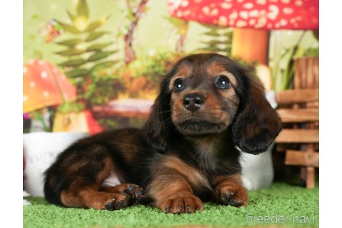 成約済の茨城県のミニチュアダックスフンド(ロングヘアード)-299839の5枚目