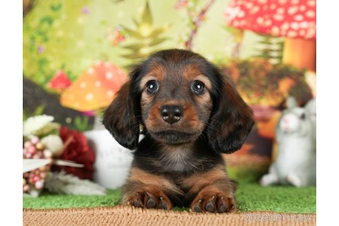 成約済の茨城県のミニチュアダックスフンド(ロングヘアード)-299839の1枚目