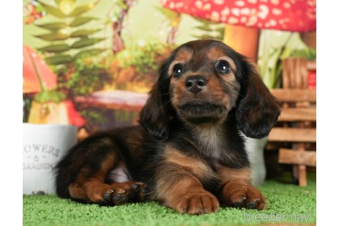 成約済の茨城県のミニチュアダックスフンド(ロングヘアード)-299839の3枚目