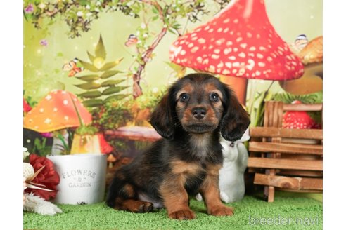 成約済の茨城県のミニチュアダックスフンド(ロングヘアード)-299839の2枚目