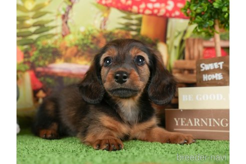 成約済の茨城県のミニチュアダックスフンド(ロングヘアード)-299840の6枚目