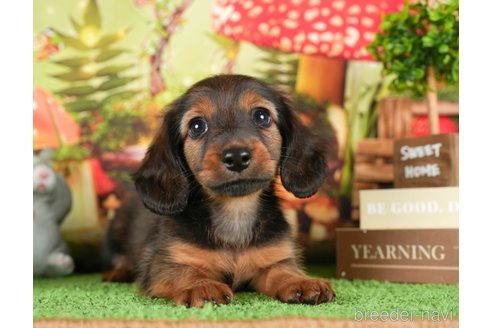 成約済の茨城県のミニチュアダックスフンド(ロングヘアード)-299840の4枚目