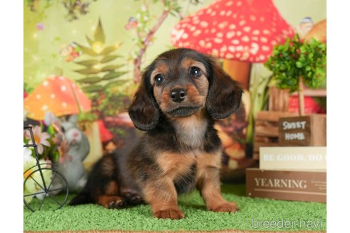 成約済の茨城県のミニチュアダックスフンド(ロングヘアード)-299840の3枚目