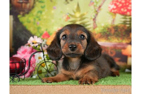 成約済の茨城県のミニチュアダックスフンド(ロングヘアード)-299840の5枚目