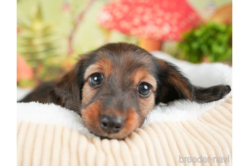 成約済の茨城県のミニチュアダックスフンド(ロングヘアード)-299840の1枚目