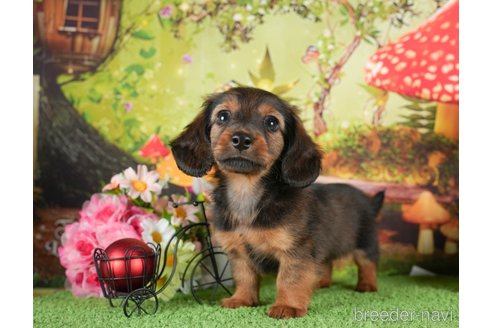 成約済の茨城県のミニチュアダックスフンド(ロングヘアード)-299840の2枚目