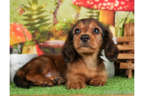 成約済の茨城県のミニチュアダックスフンド(ロングヘアード)-299841の1枚目