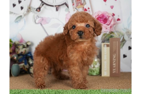 成約済の茨城県のトイプードル-299842の6枚目