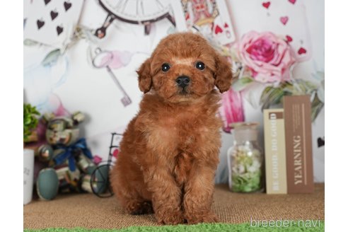 成約済の茨城県のトイプードル-299842の2枚目