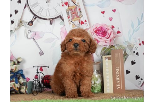 成約済の茨城県のトイプードル-299842の3枚目