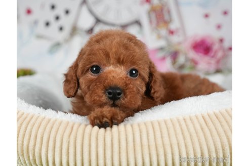 成約済の茨城県のトイプードル-299842の5枚目