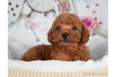 成約済の茨城県のトイプードル-299842の1枚目