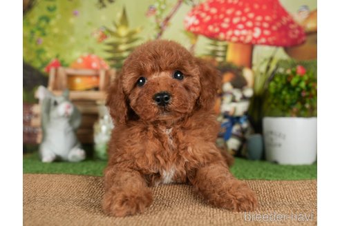 成約済の茨城県のトイプードル-299844の1枚目