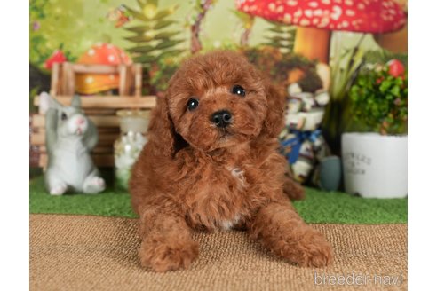 成約済の茨城県のトイプードル-299844の7枚目